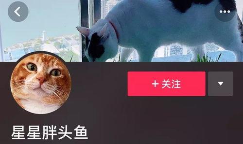 网红山猫被爆料视频,揭秘背后惊人真相